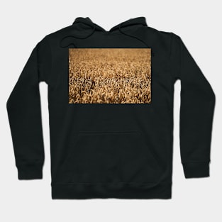 Ripe wheat field Hoodie